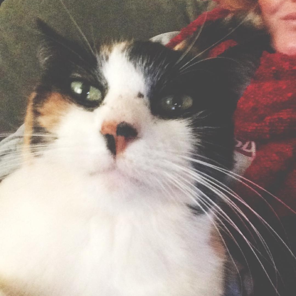 Meet your Posher, Virginia
